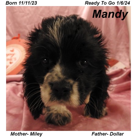 puppy, for, sale, Cocker Spaniel, Joe & Cherri  Overlease, dog, breeder, Miller, MO, dog-breeder, puppy-for-sale, forsale, nearby, find, puppyfind, locator, puppylocator, aca